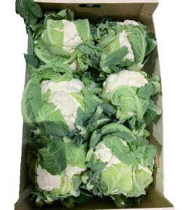 Cauliflower Box 6 pcs UAE 🇦🇪