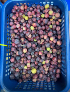 Falsa 1 kg Pakistani 🇵🇰