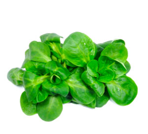 Lettuce Mache(Italy)🇮🇹 100 gm per pack