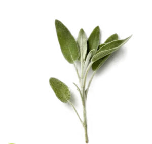 Sage(Kenya)🇰🇪 Approx 50 gm per packet