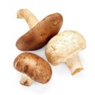 How_to_Grow_Mushrooms_at_Home_in_an_Indoor_Compost_Bin
