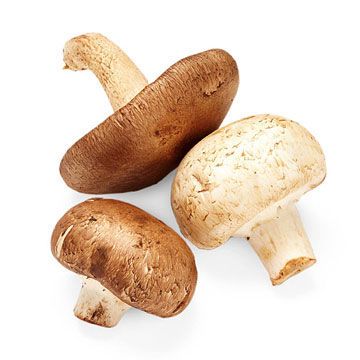 How_to_Grow_Mushrooms_at_Home_in_an_Indoor_Compost_Bin