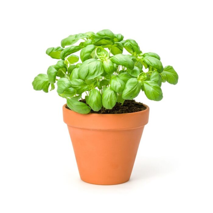 basil-in-pot-1piece basil-in-pot-1piece