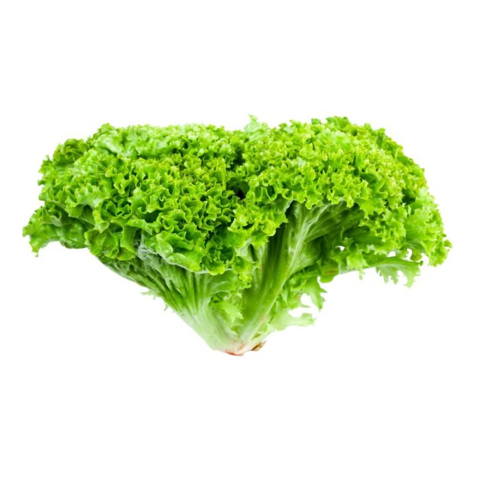 lettuce-lollo-bionda-uae-1piece