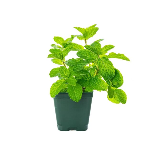 mint_pot